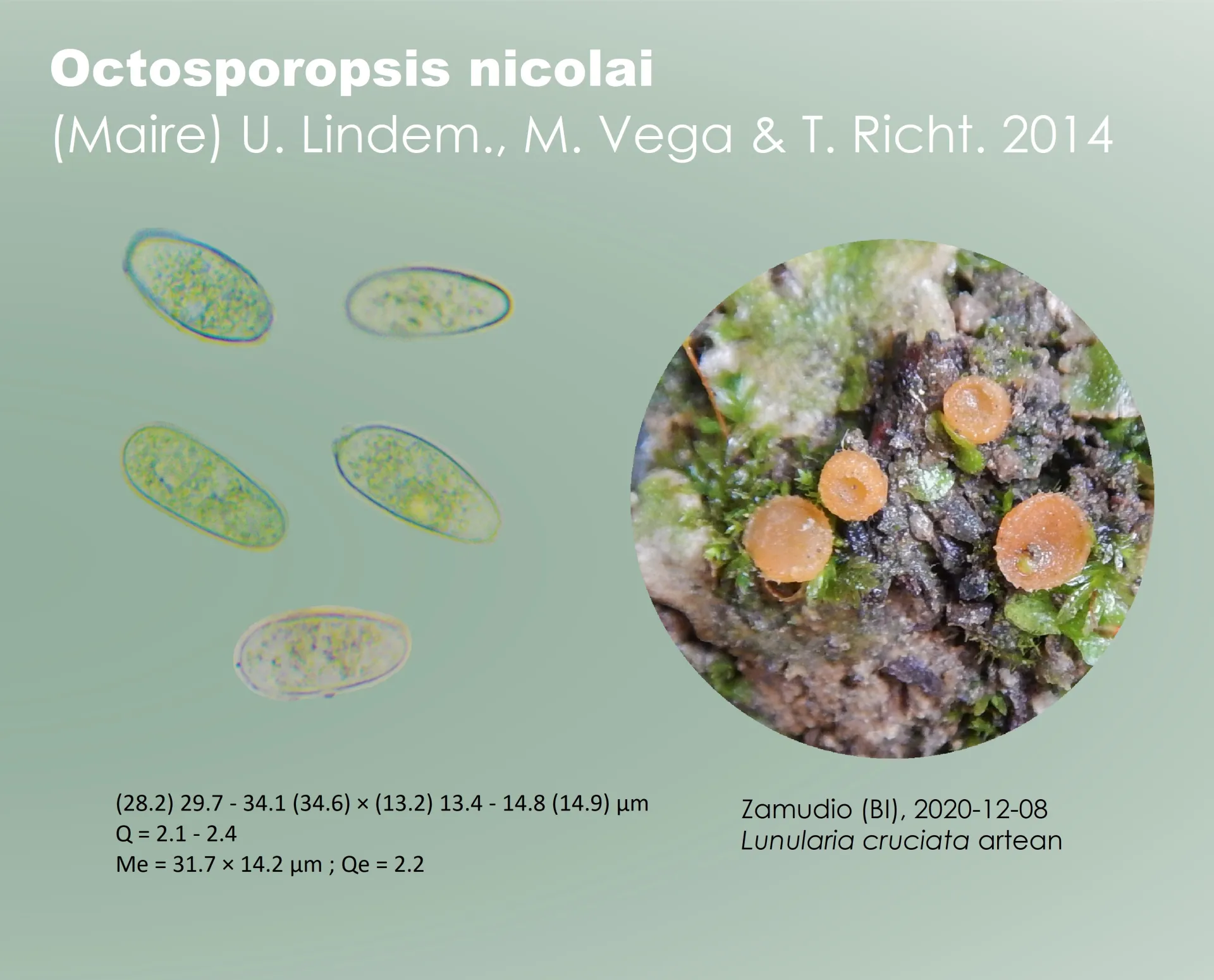 Microscopía de Octosporopsis nicolai